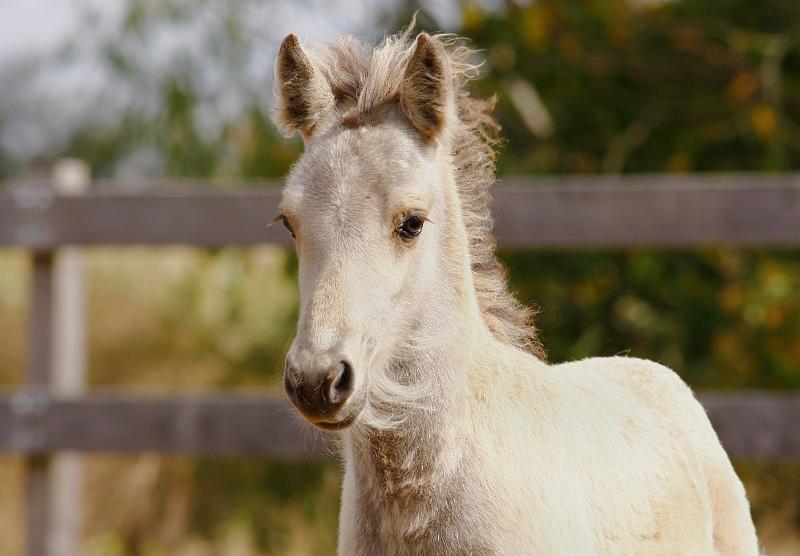 Elrir von Heidmoor a.jpg